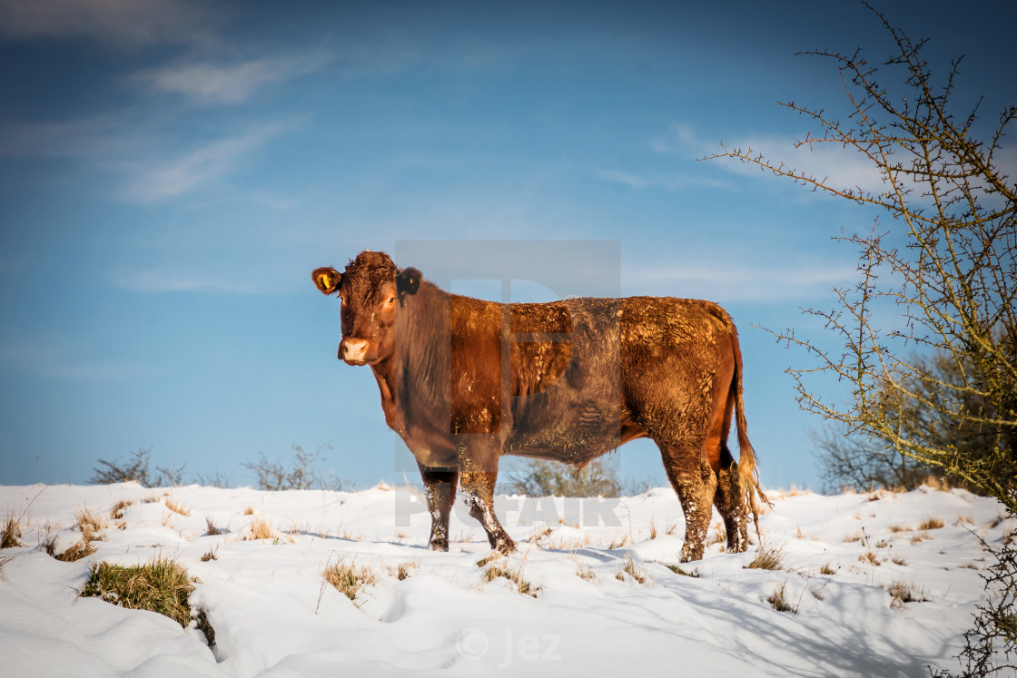 "The cow in snow" stock image