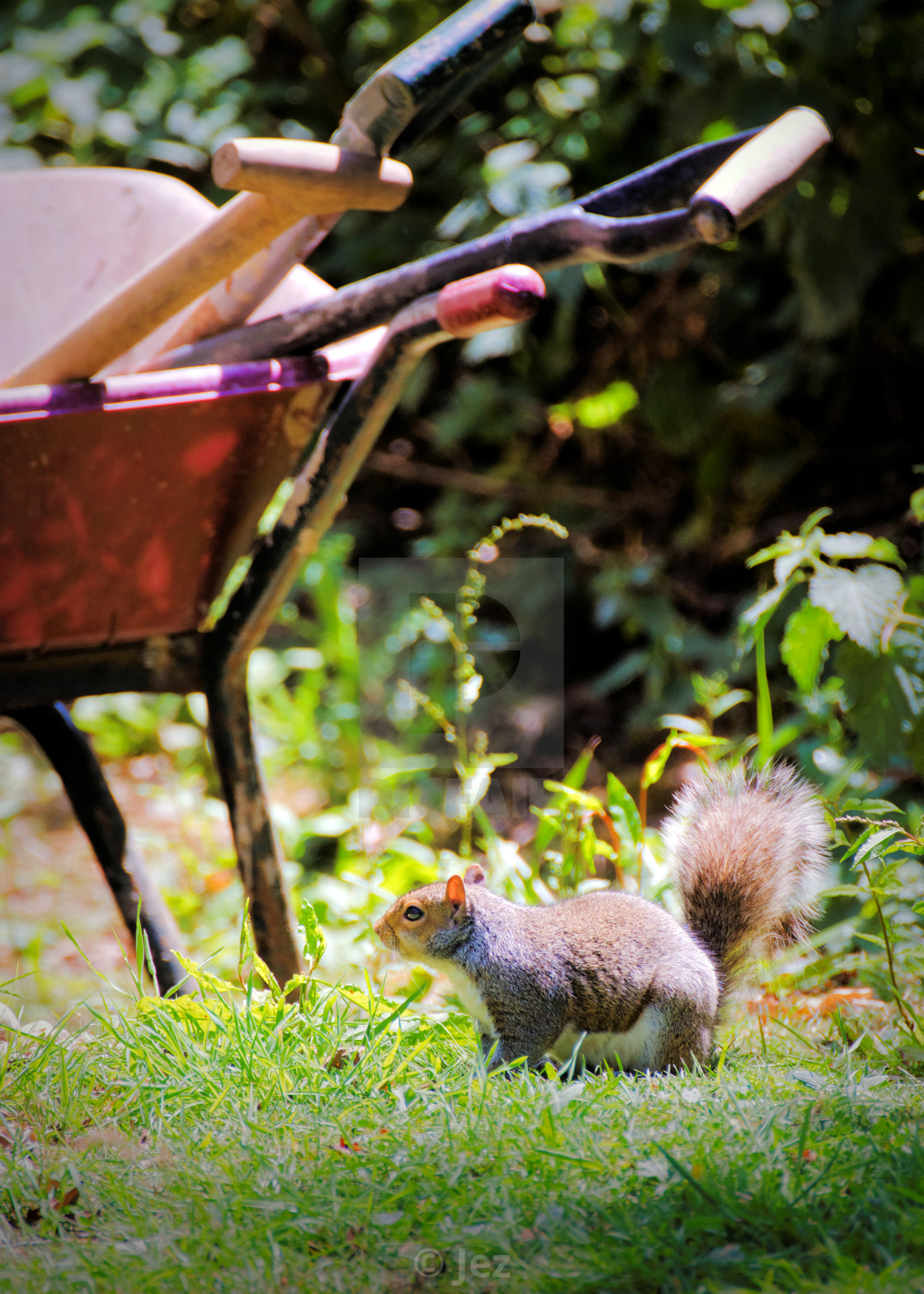 "The bushy tailed gardener" stock image