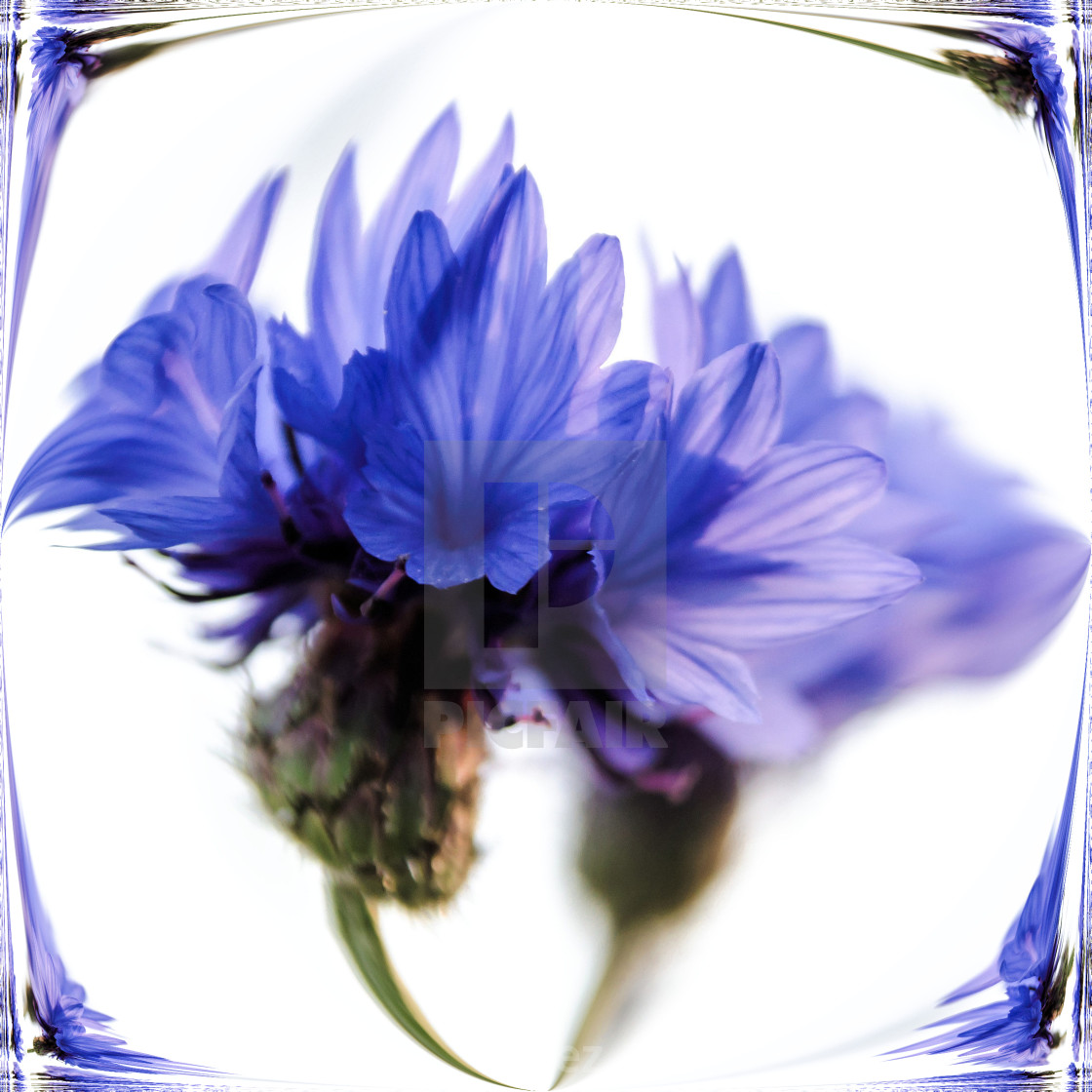 "Cornflower Blue" stock image