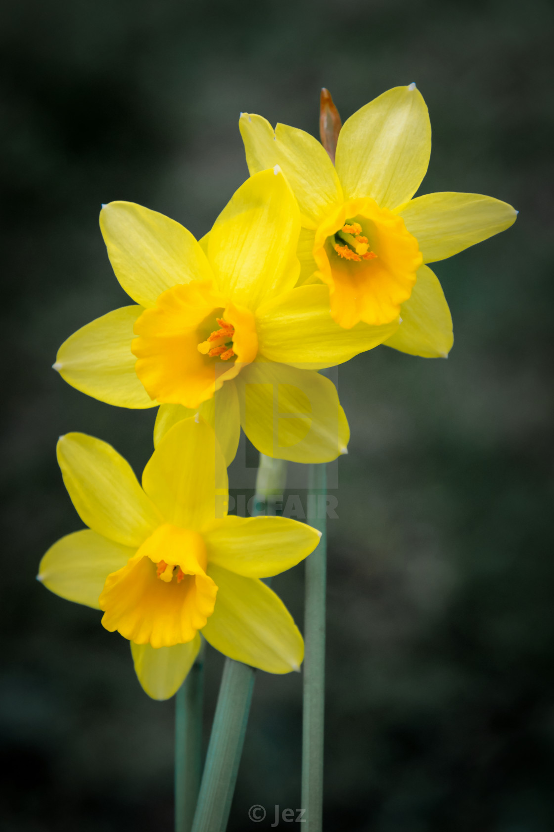 "Miniature Spring" stock image