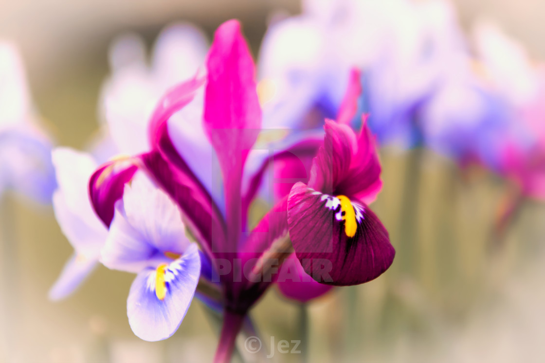 "Miniature Iris Flowers" stock image