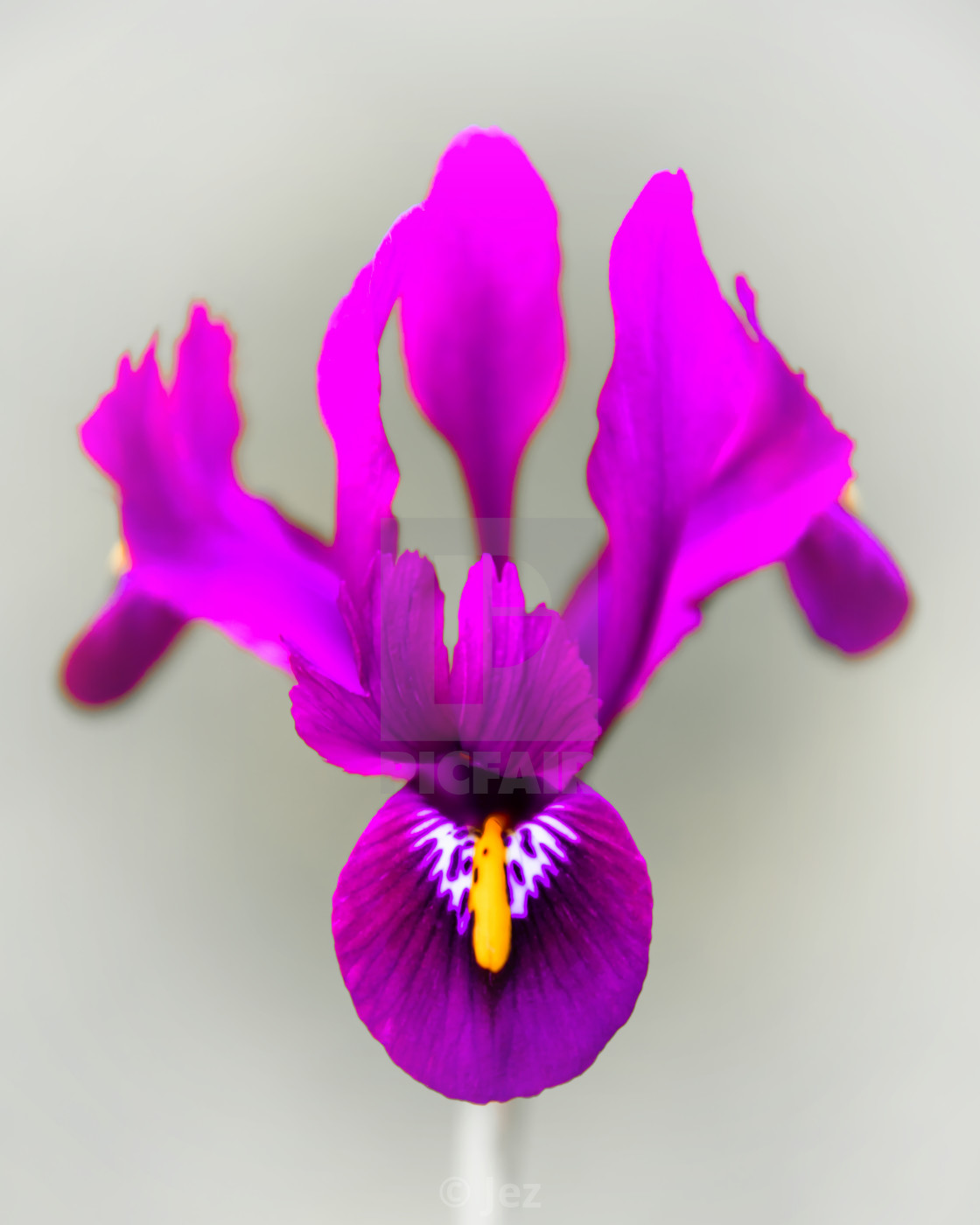 "Iris" stock image