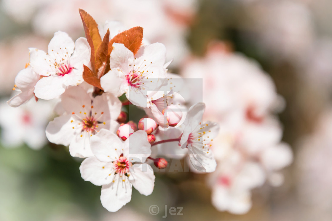 "Springtime" stock image