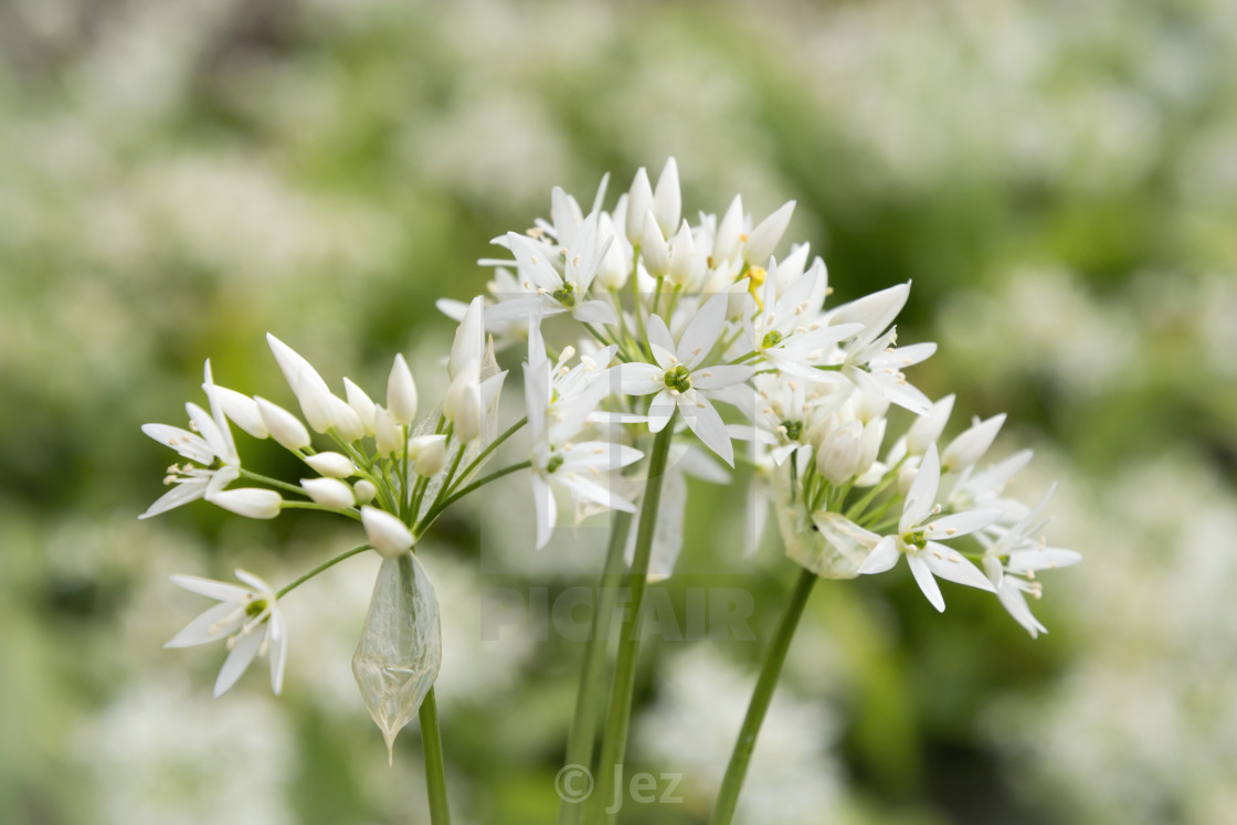 "Wild Garlic" stock image