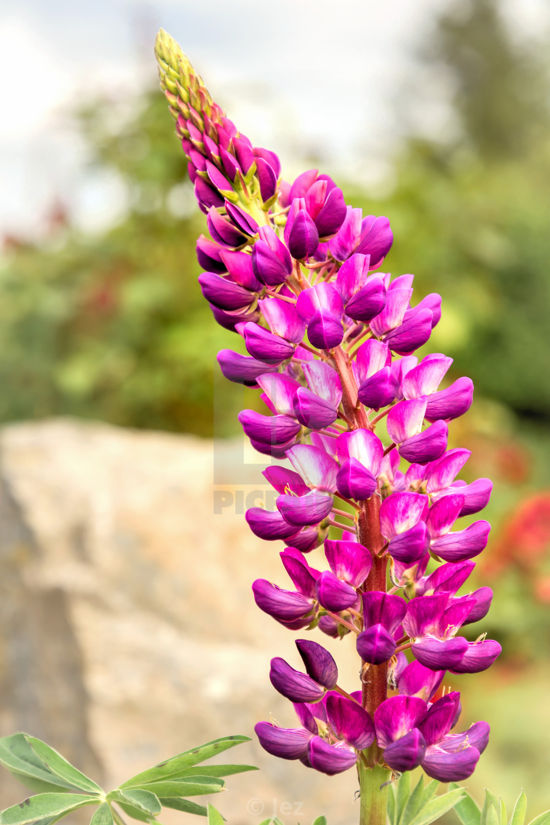 "Lupine" stock image