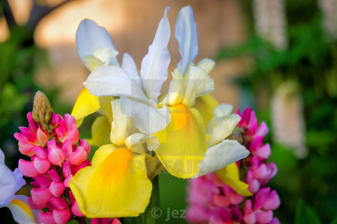 "Iris and Lupine" stock image