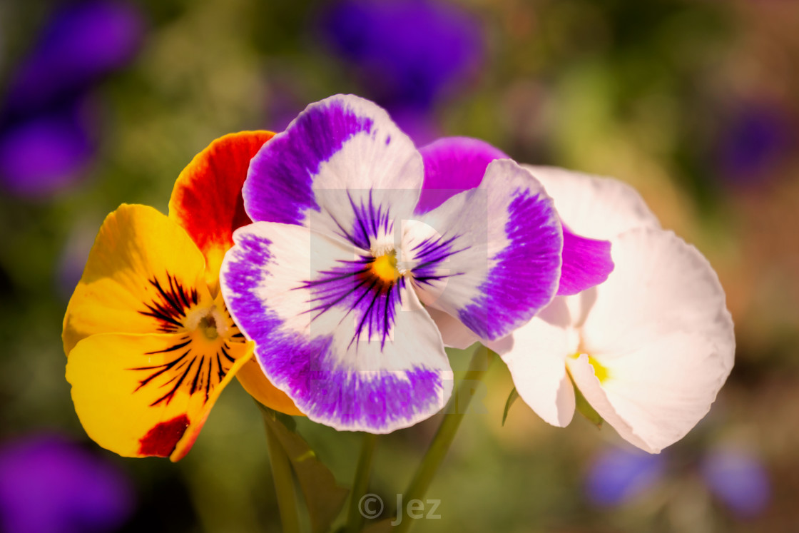 "Pansies" stock image