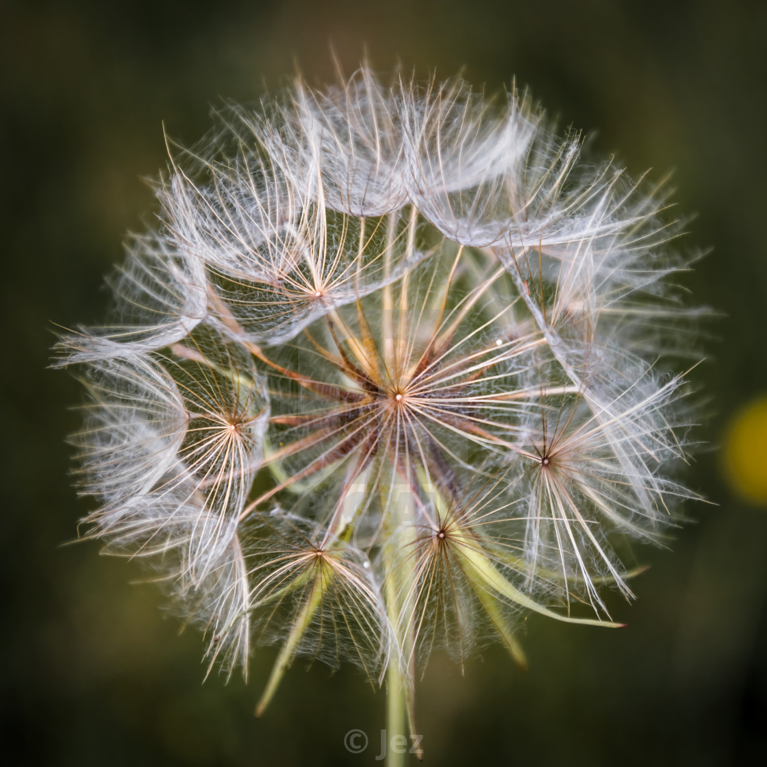 "Fluffy" stock image