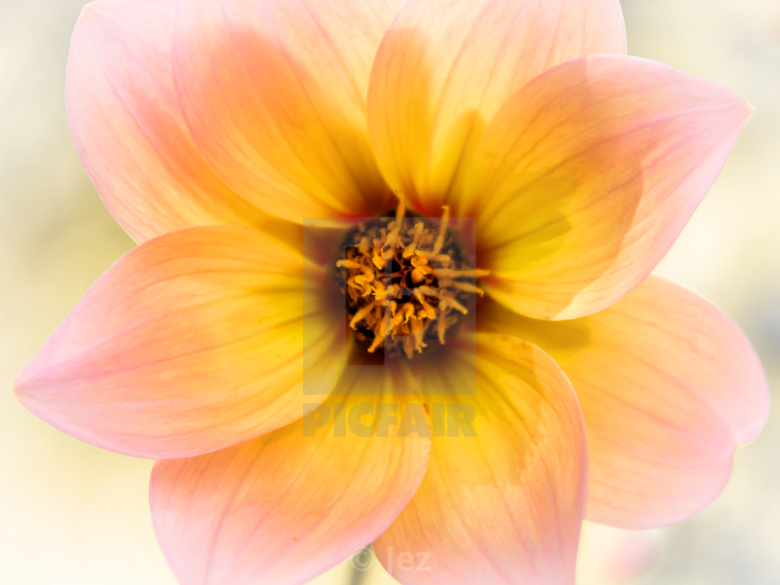 "Dahlia" stock image