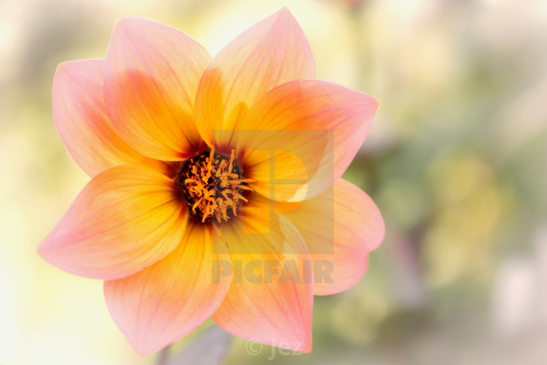 "Beautiful Dahlia" stock image