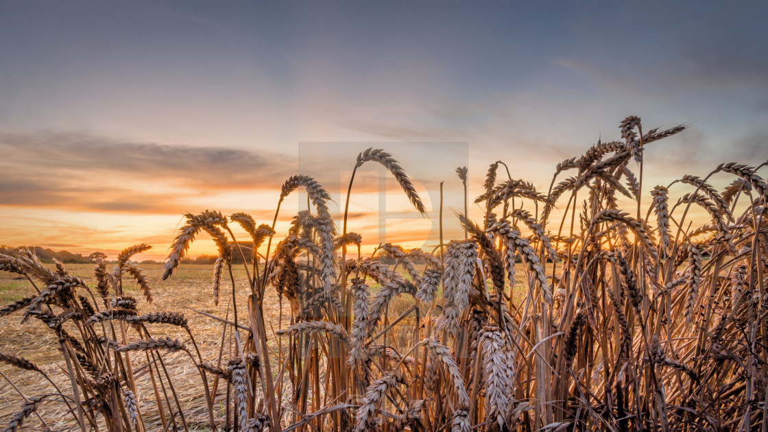 "golden sunse" stock image