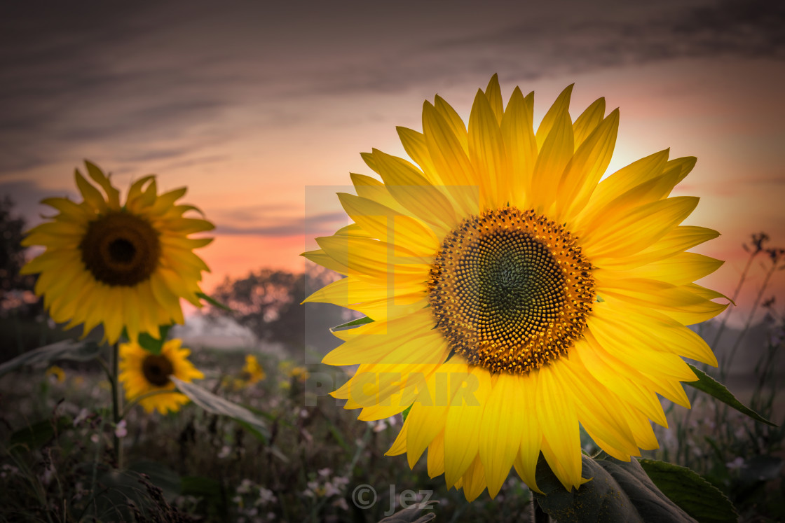 "Sunflowers" stock image