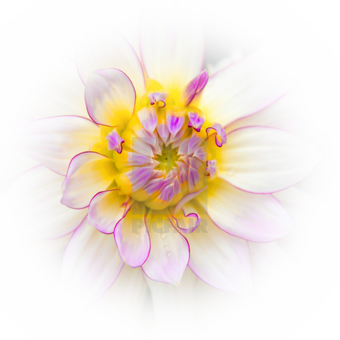 "Delightful Dahlia" stock image