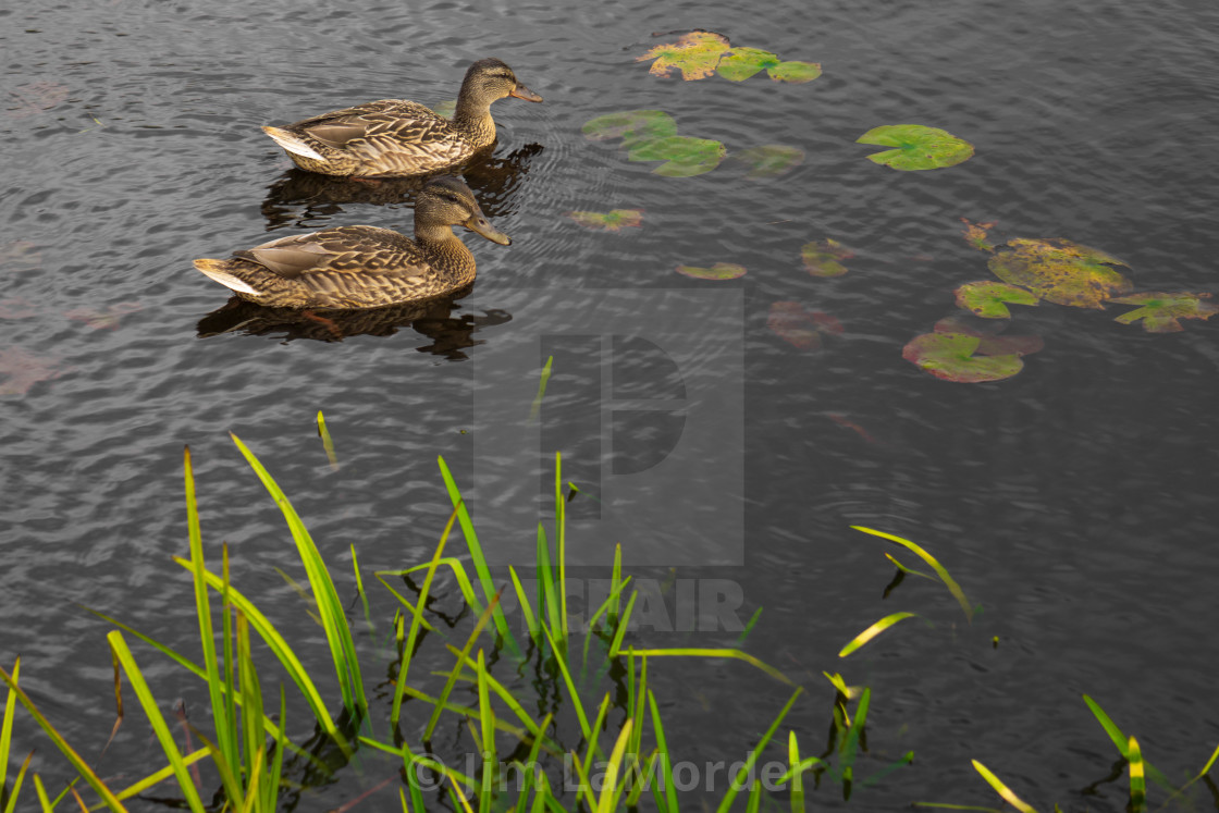 "A Couple of Ducks" stock image