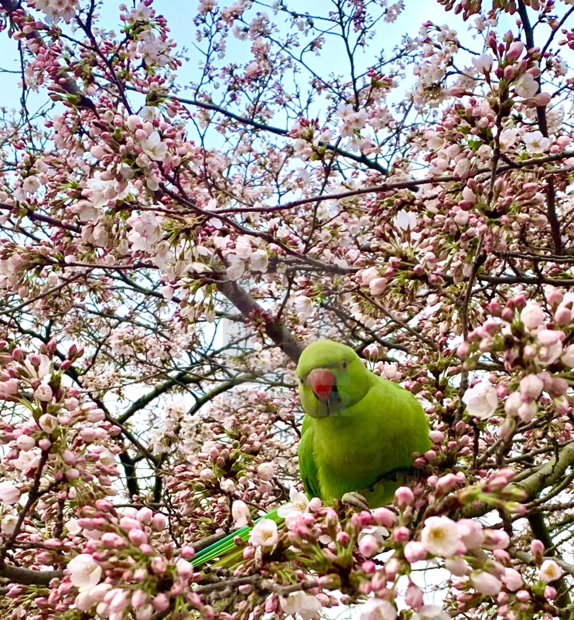 "Parakeet" stock image