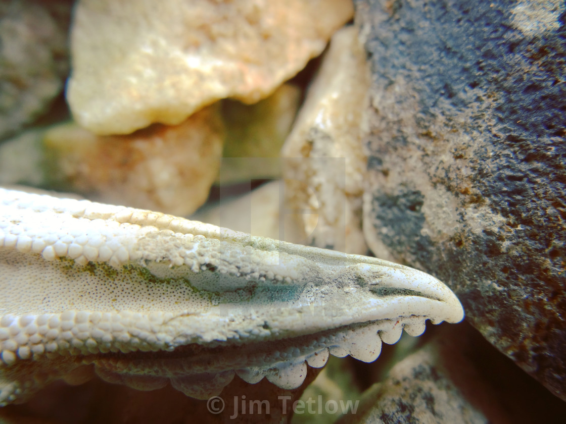 "Calcified Starfish" stock image