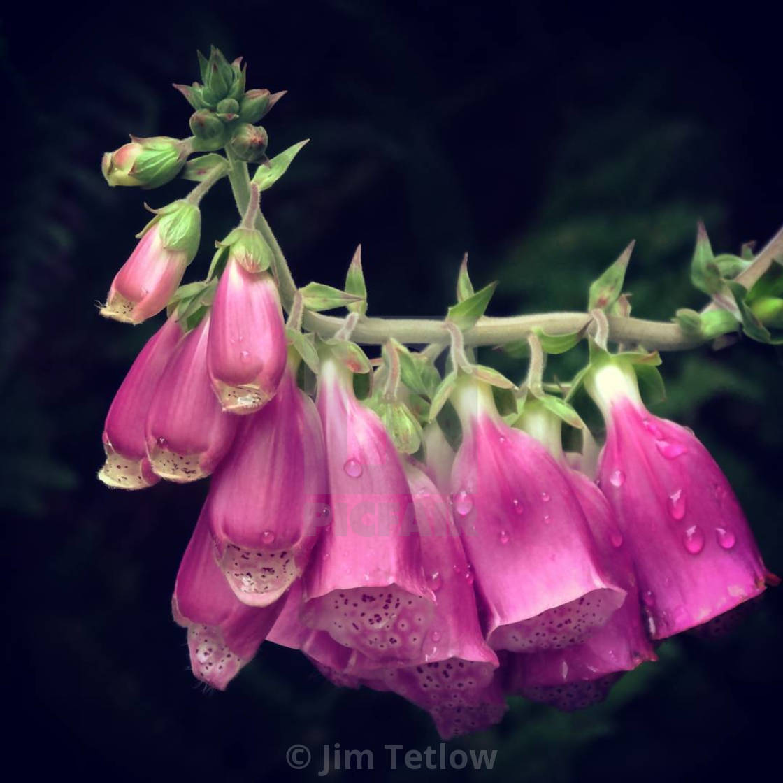 "Foxgloves" stock image