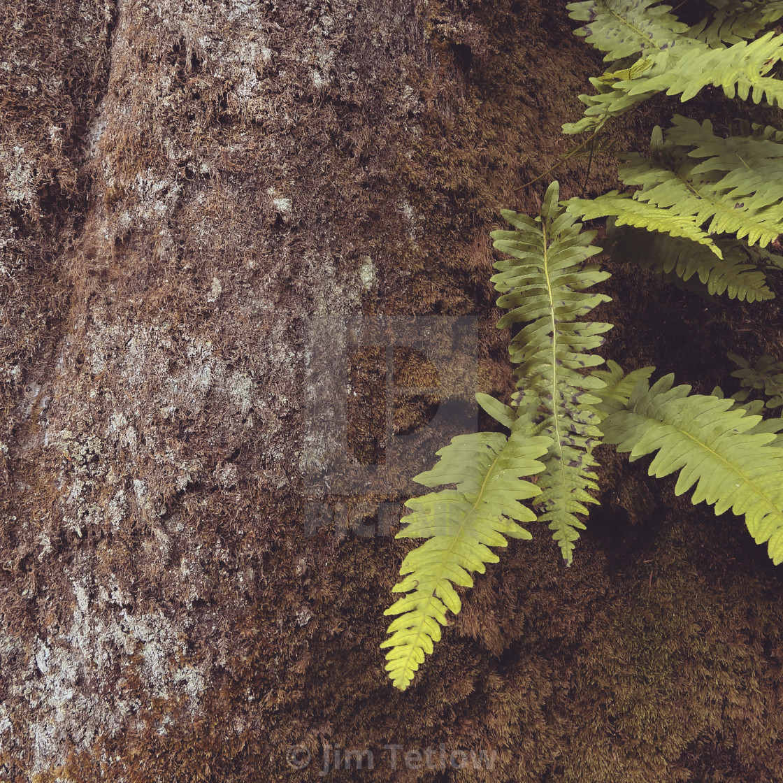 "Ferns" stock image