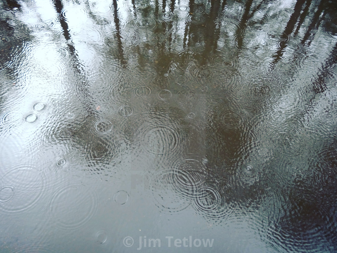 "Forest Rain" stock image