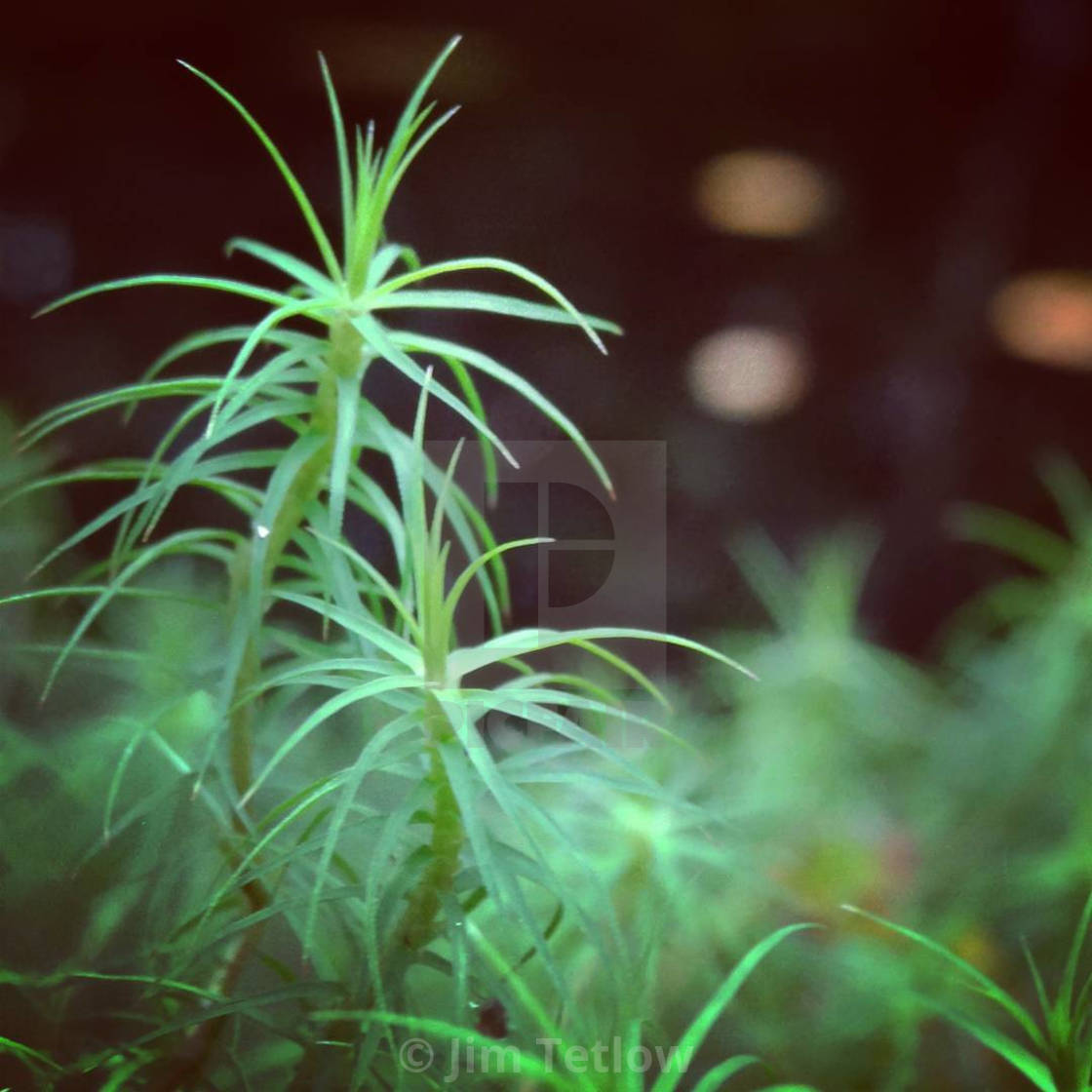 "Nature's Details" by Jim Tetlow - $18.68 "Nature's Details" stock image