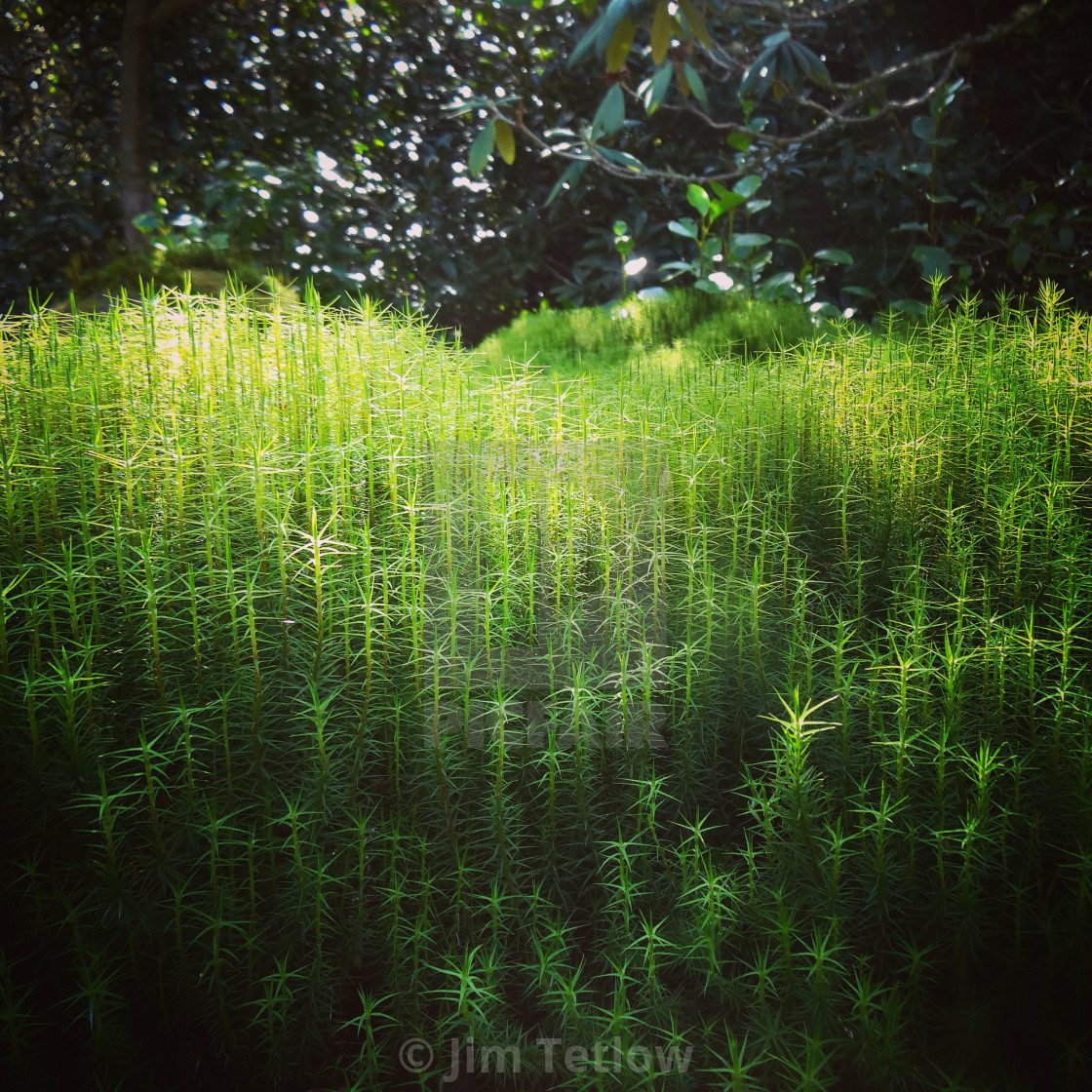 "Nature's Details" stock image