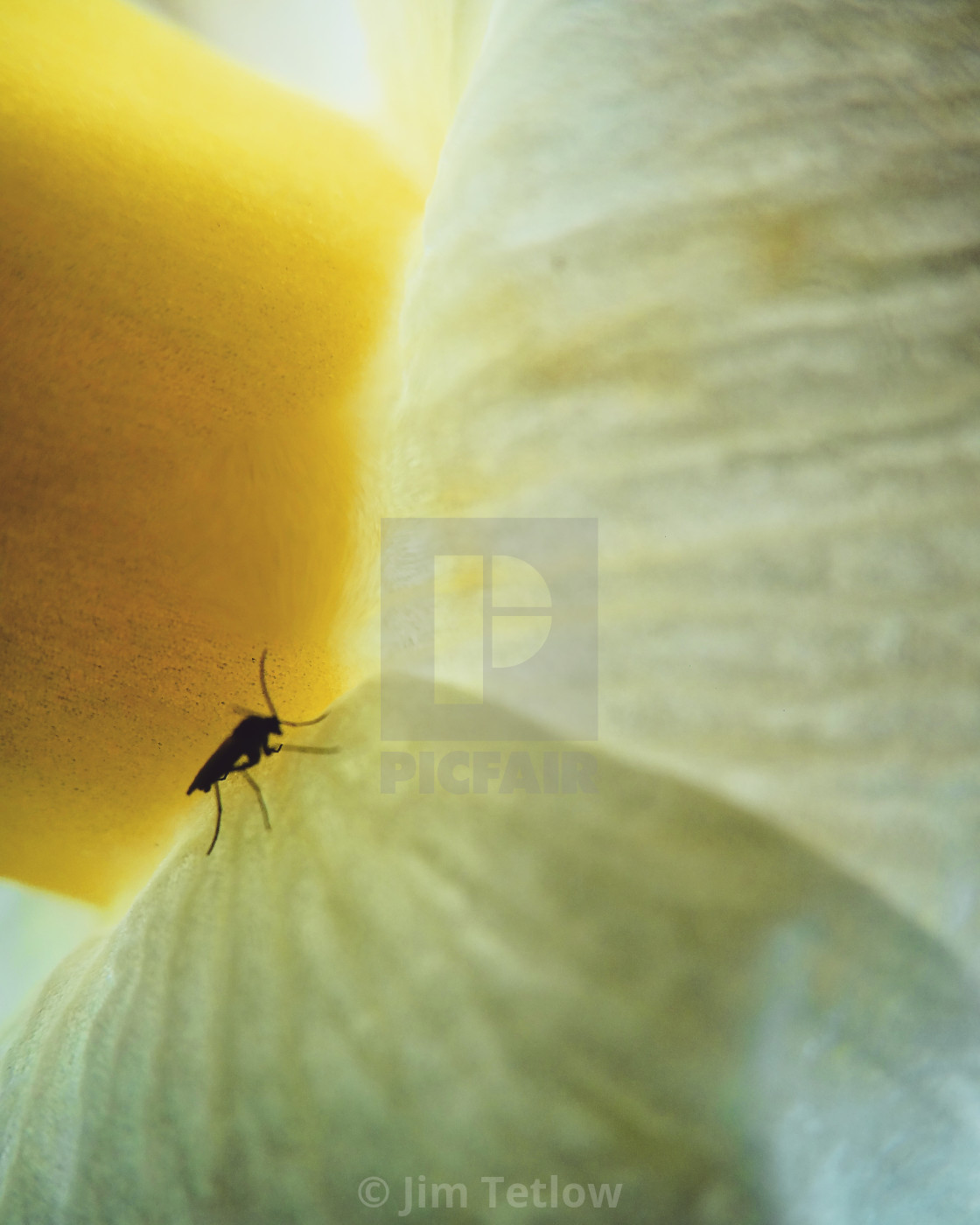 "Petal Patrol" stock image