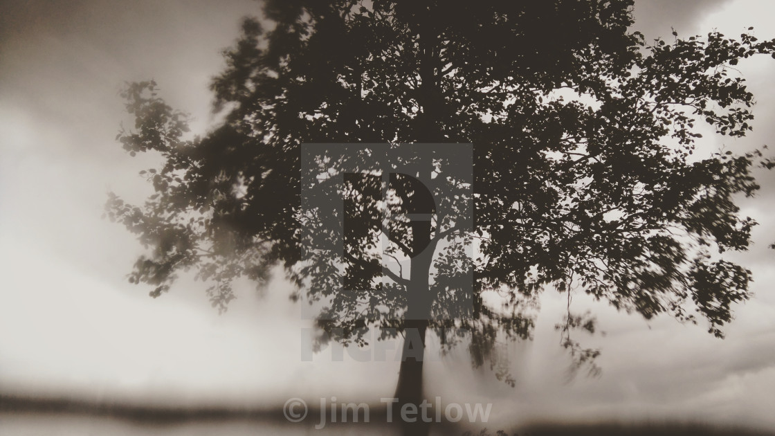 "Rain Tree at Watermead" stock image