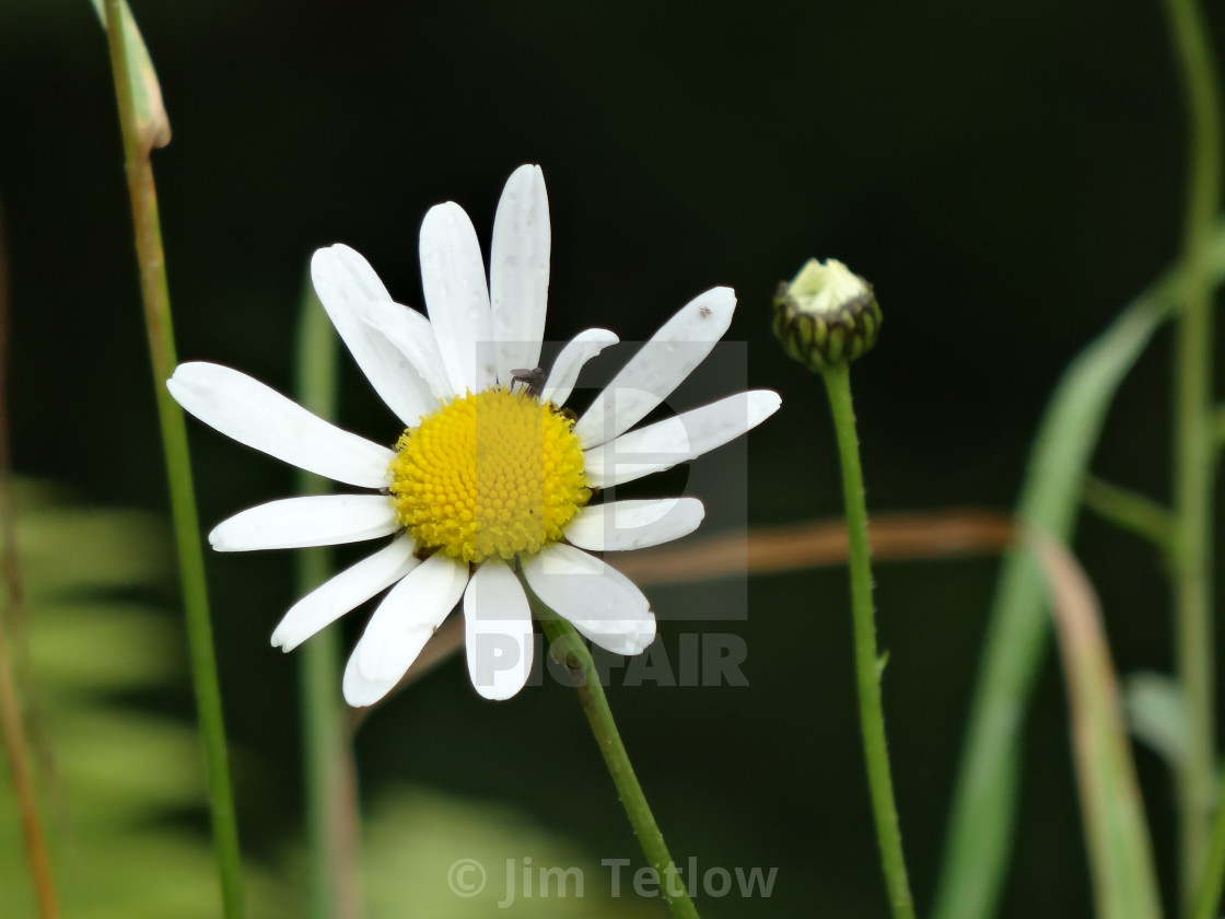 "Visiting a Daisy" stock image