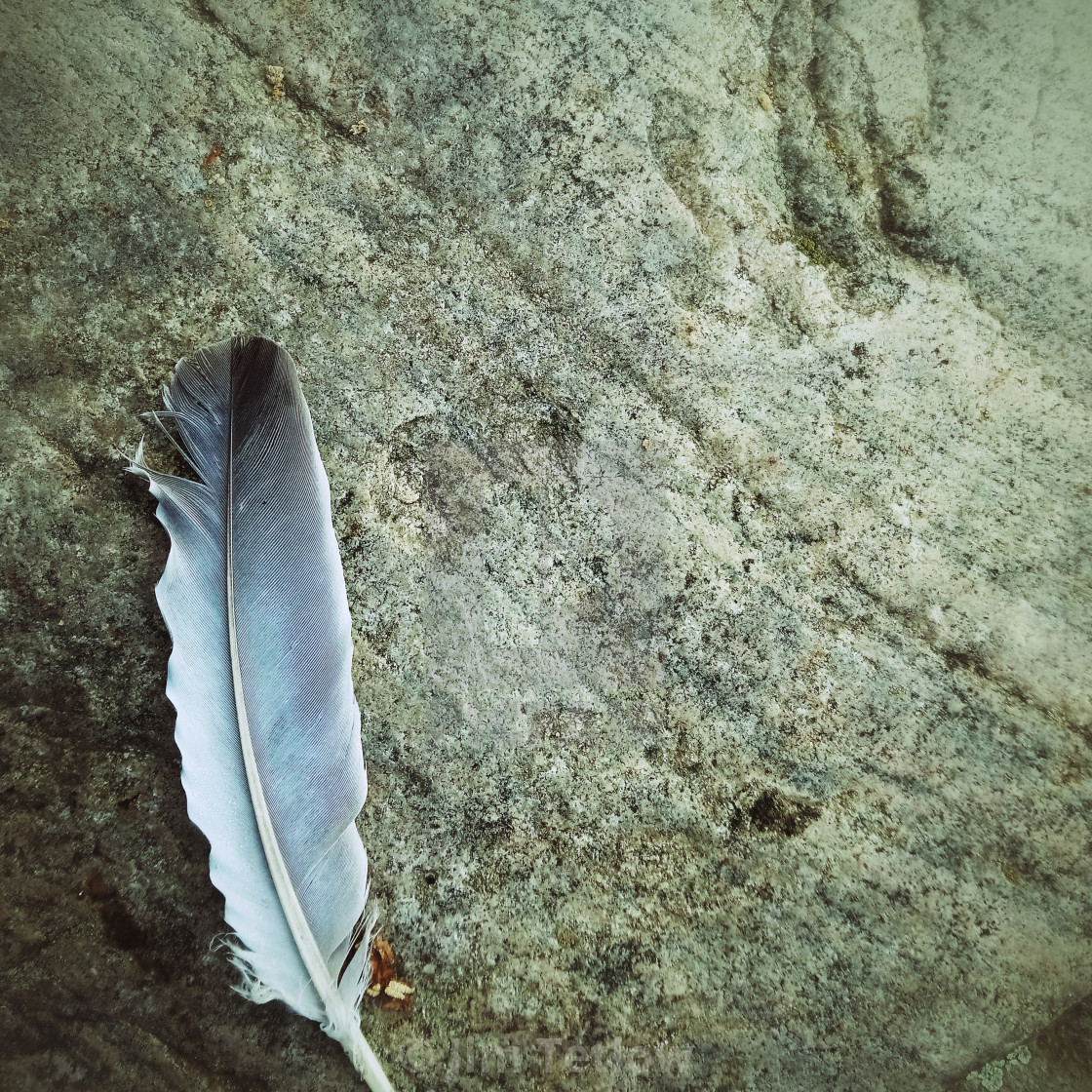 "Feather on Stone" stock image