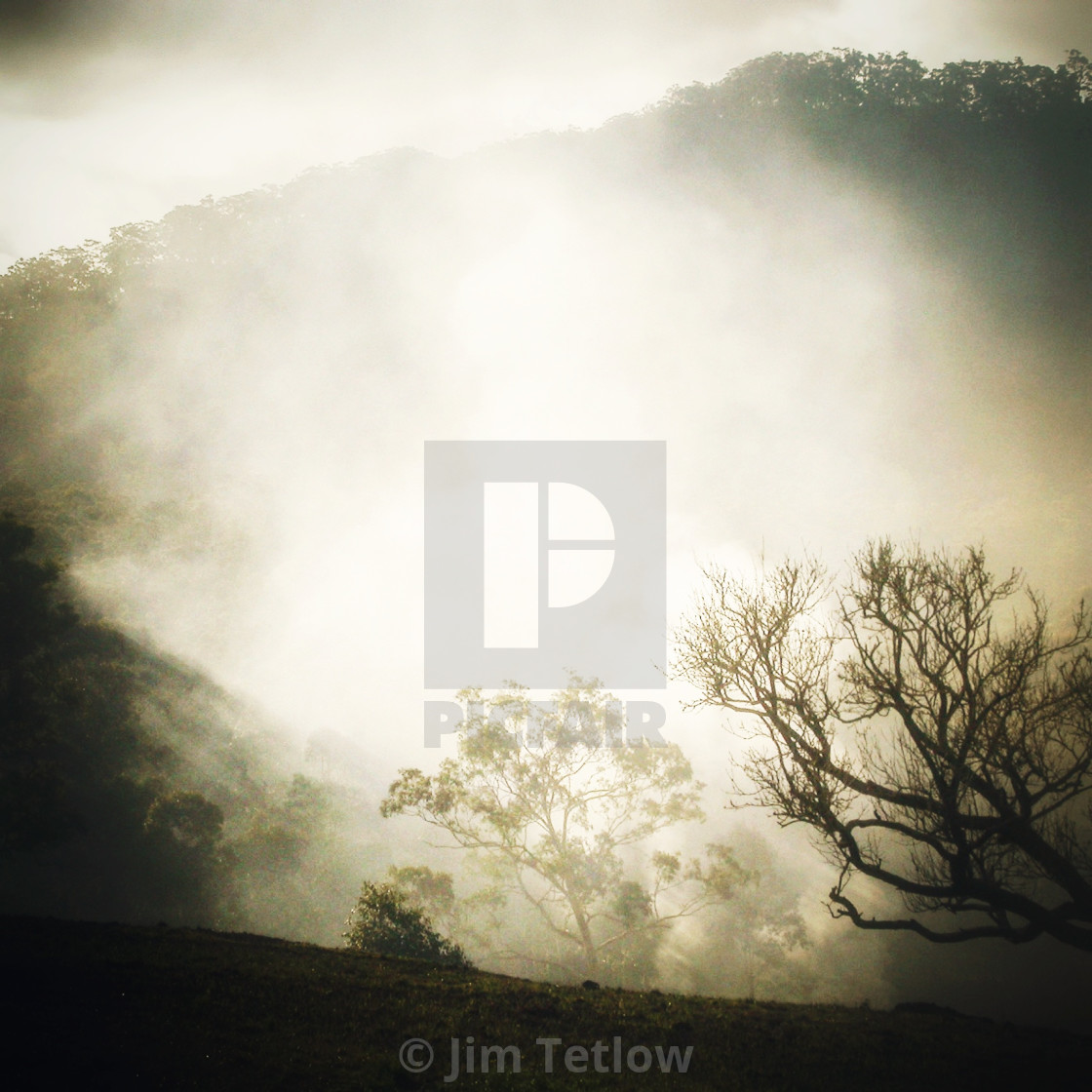 "Wollombi Smoke" stock image