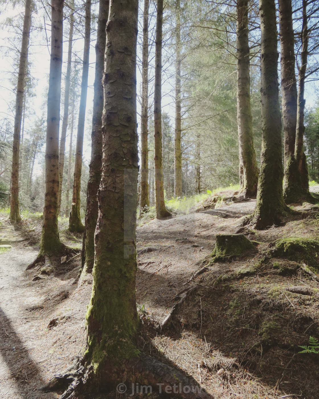 "Forest Path" stock image