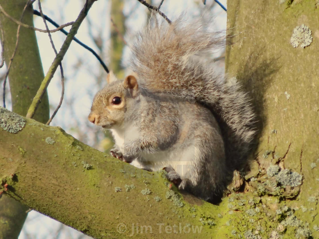 "Grey Squirrel, Victoria Park" stock image