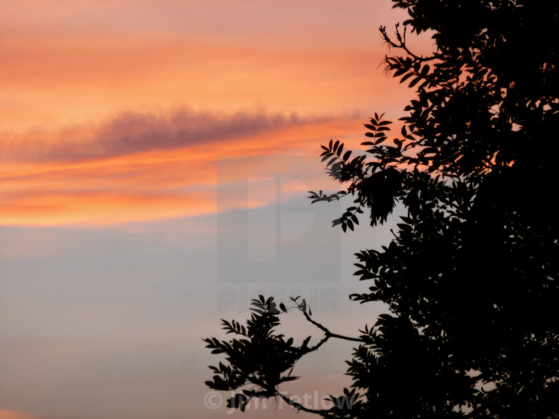 "Leaves at Sunset" stock image