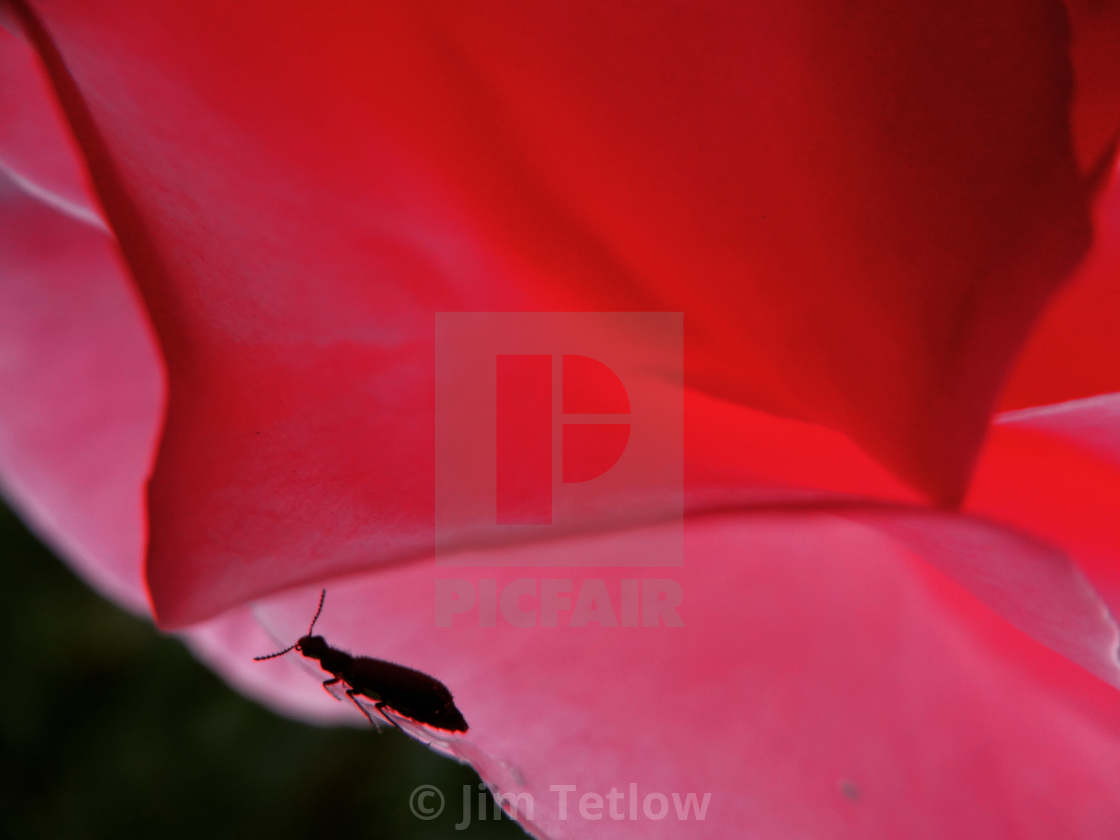 "Petal Patrol" stock image