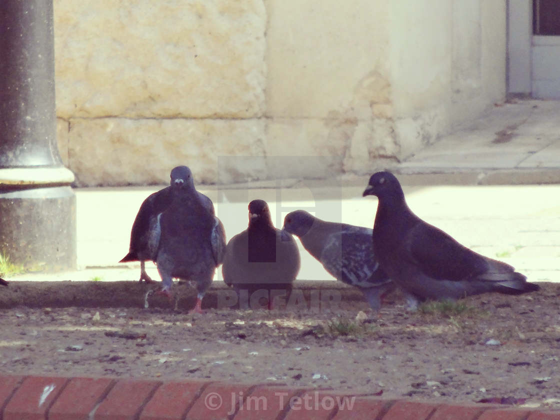 "Pigeon Loiterers, Town Hall Square" stock image