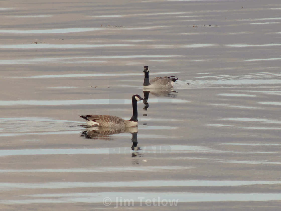 "Reflected Geese" stock image