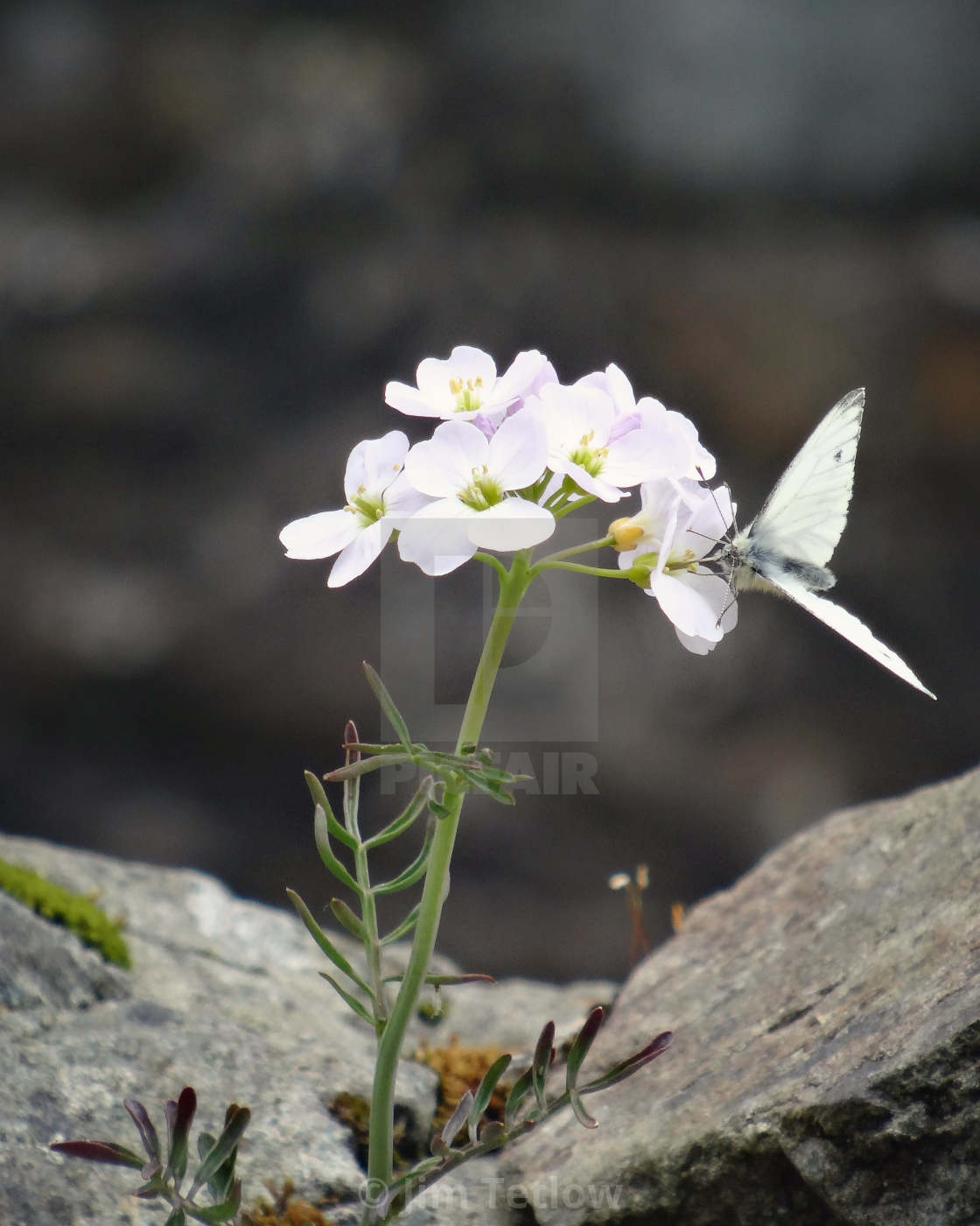 "Small White Butterfly" stock image