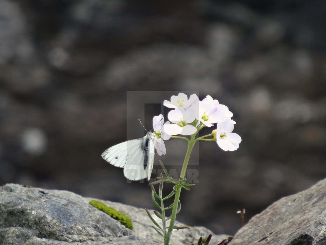 "Small White Butterfly" stock image