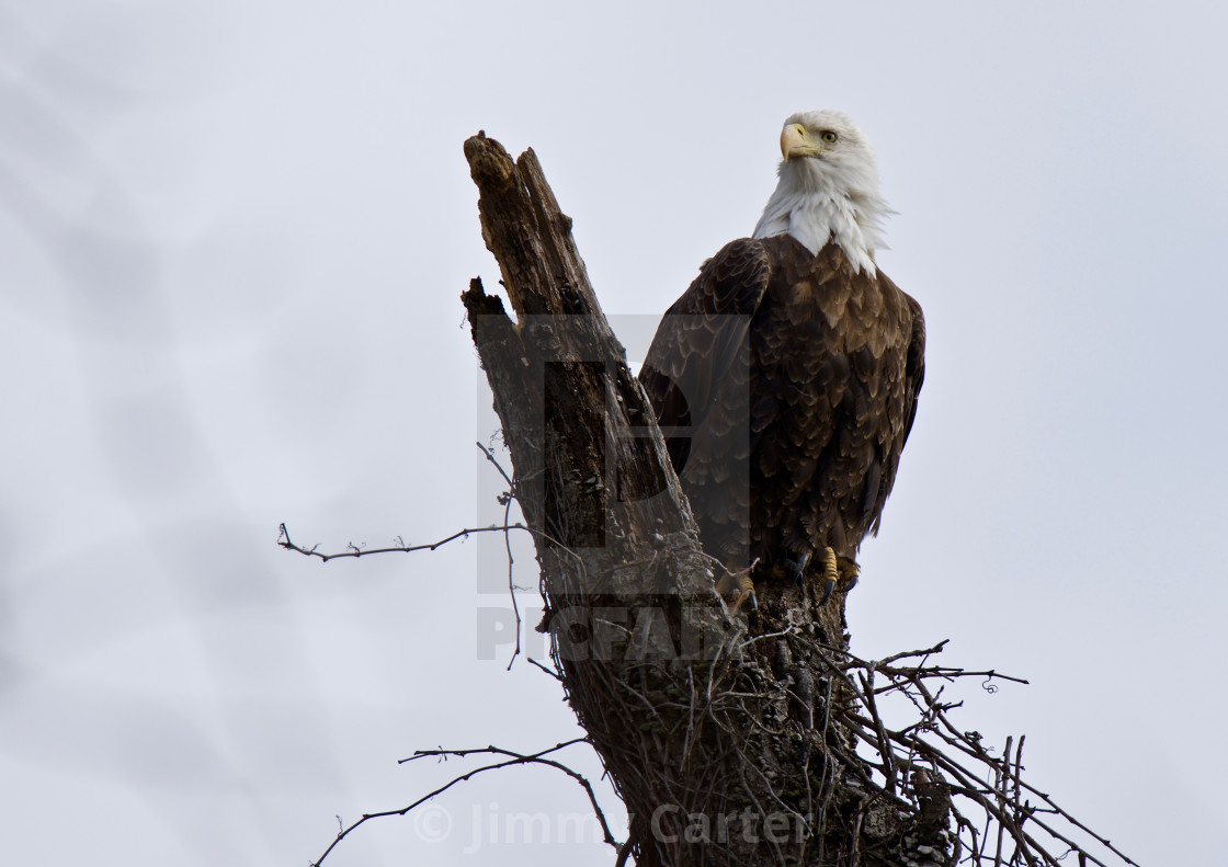 "A Tennessee Eagle in NW along the Mississippi River" stock image