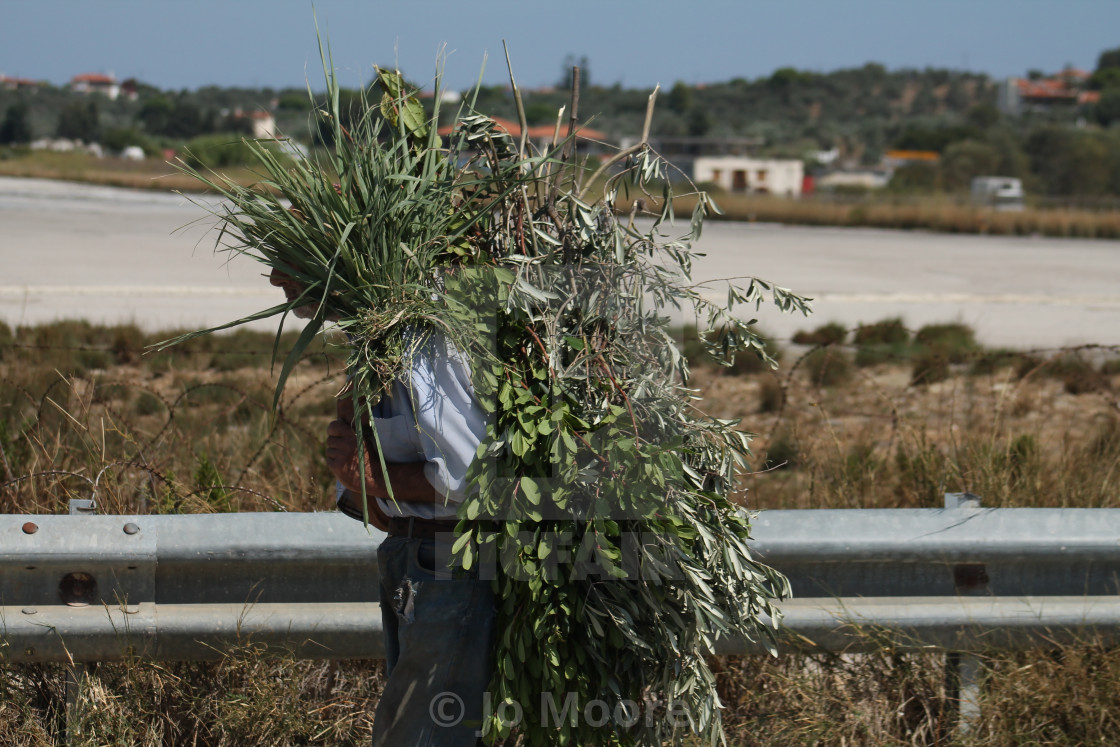 "Taking home the harvest" stock image