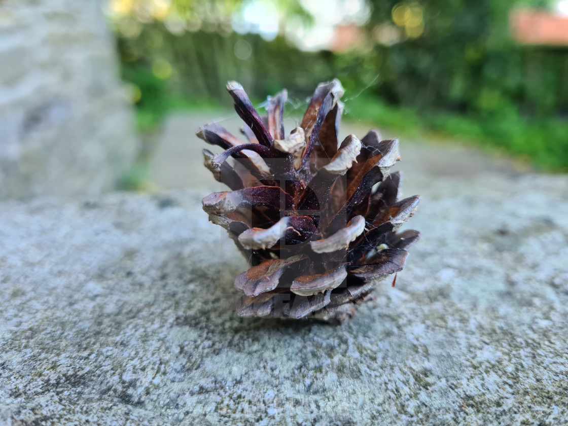 "Single pine cone" stock image