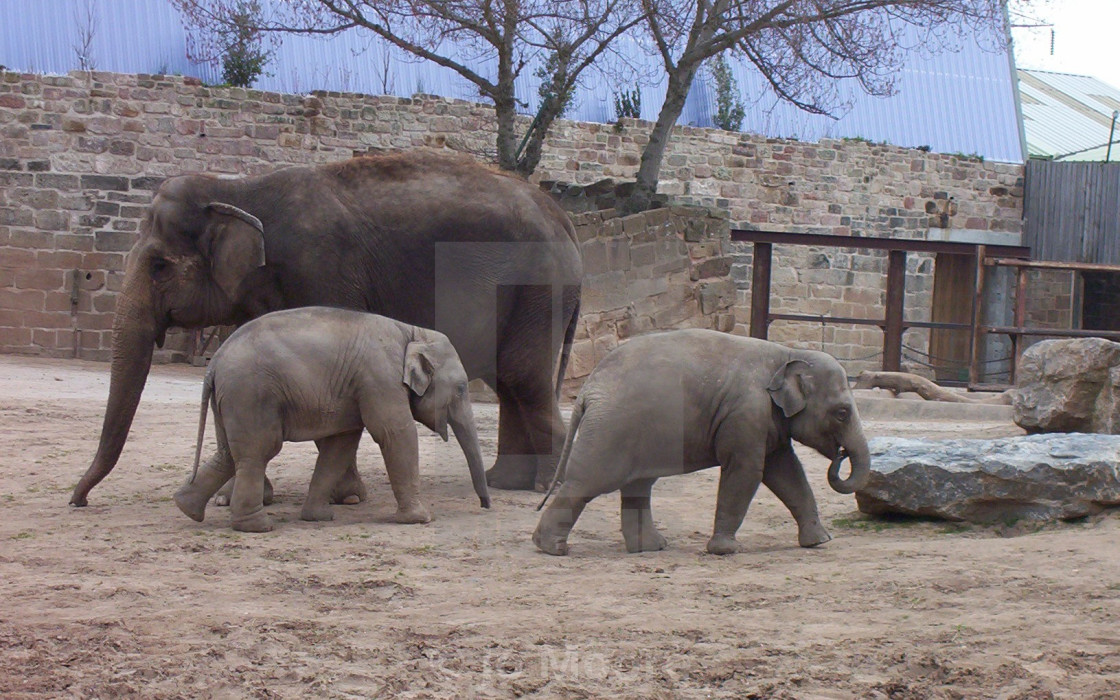 "A family of elephants" stock image