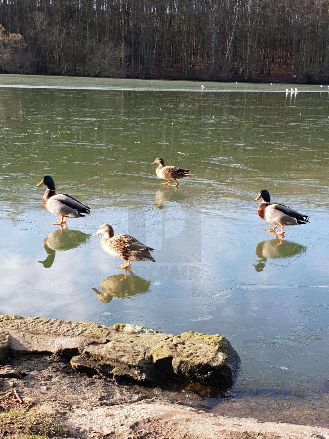 "Too icy to swim" stock image