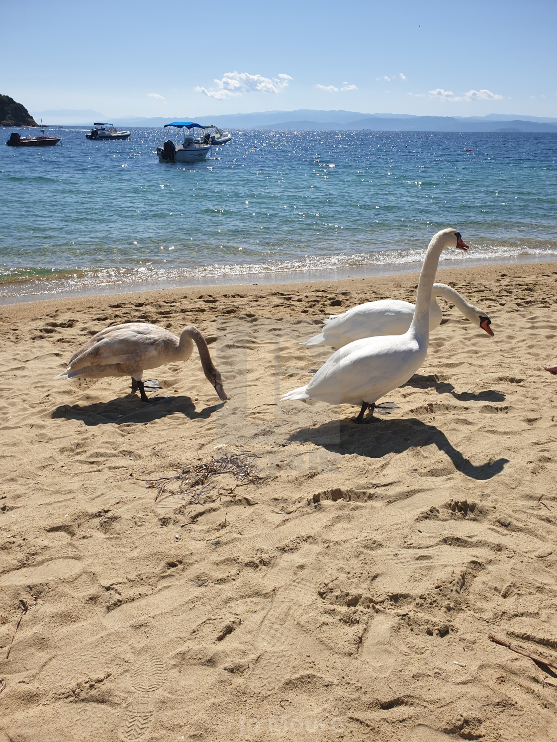 "Swans on the beach" stock image