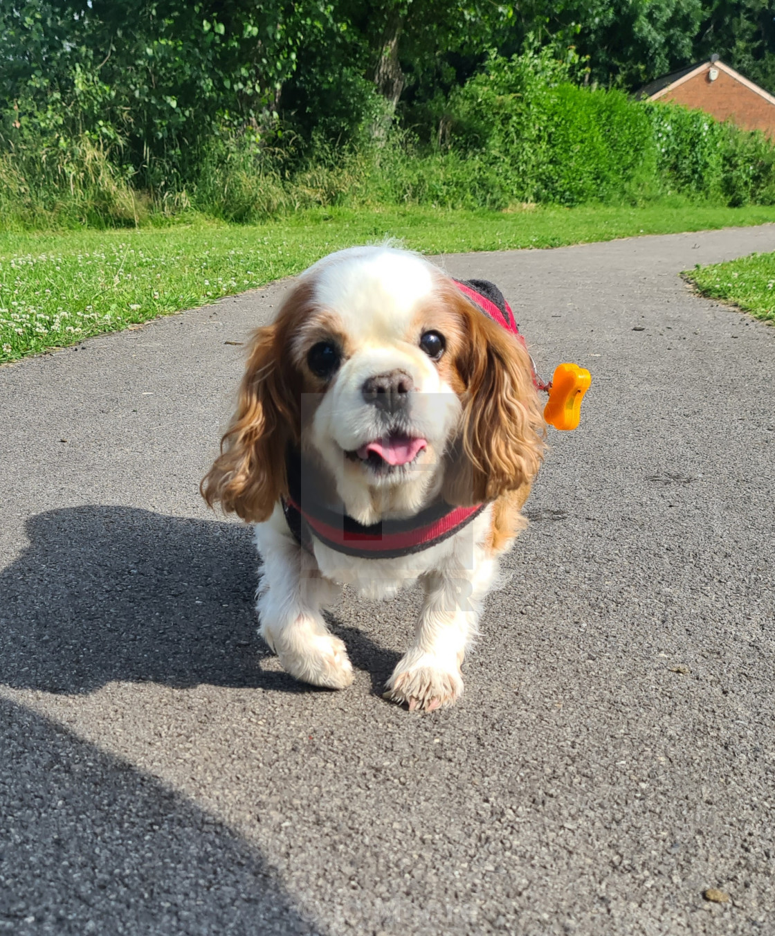 "One happy dog" stock image