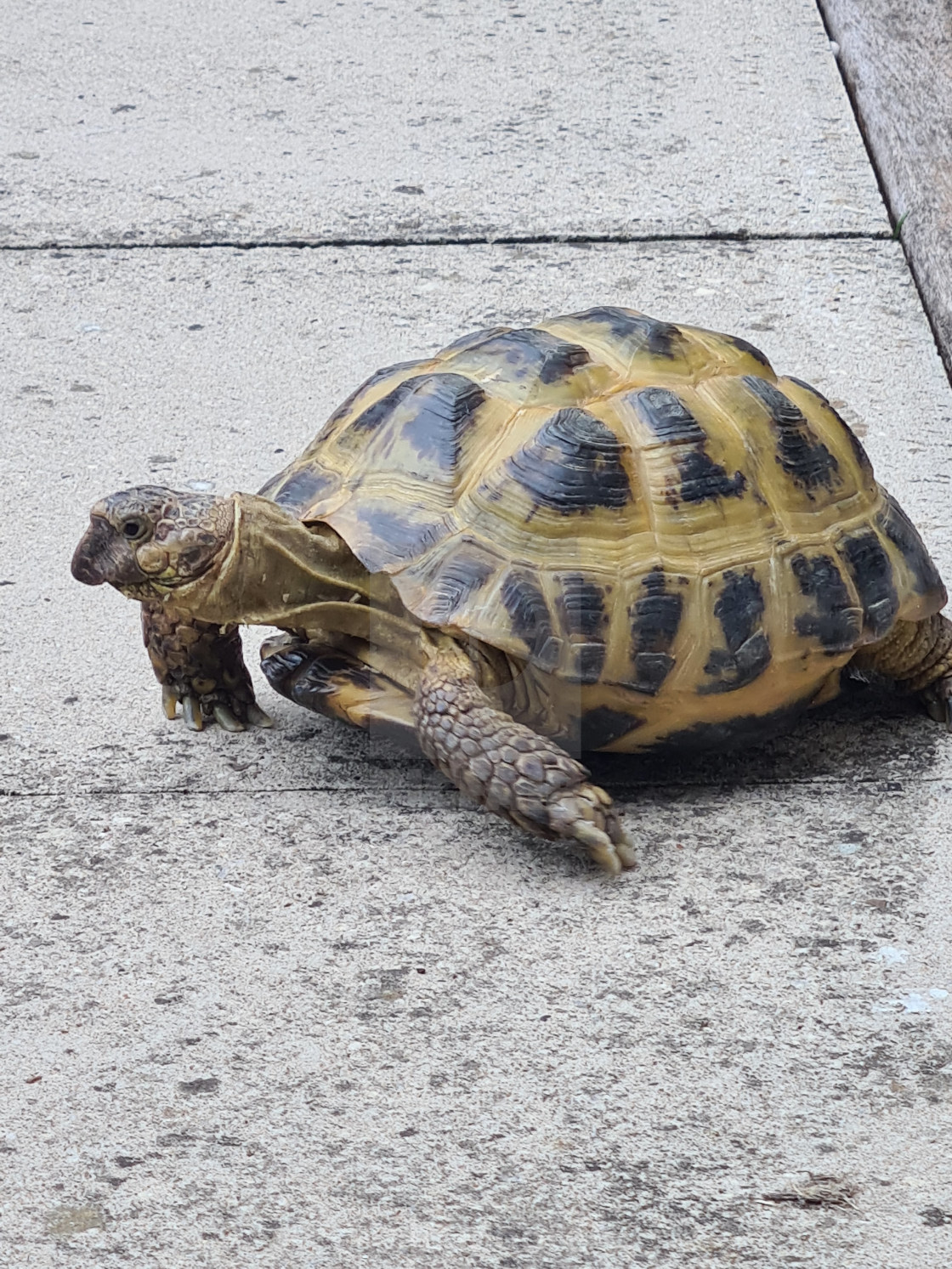 "Take life at a tortoise's pace" stock image