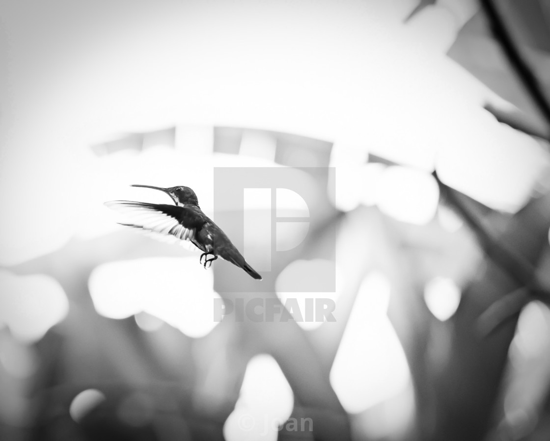 "Flight of the Hummingbird" by Joan - £18.60 "Flight of the Hummingbird" stock image