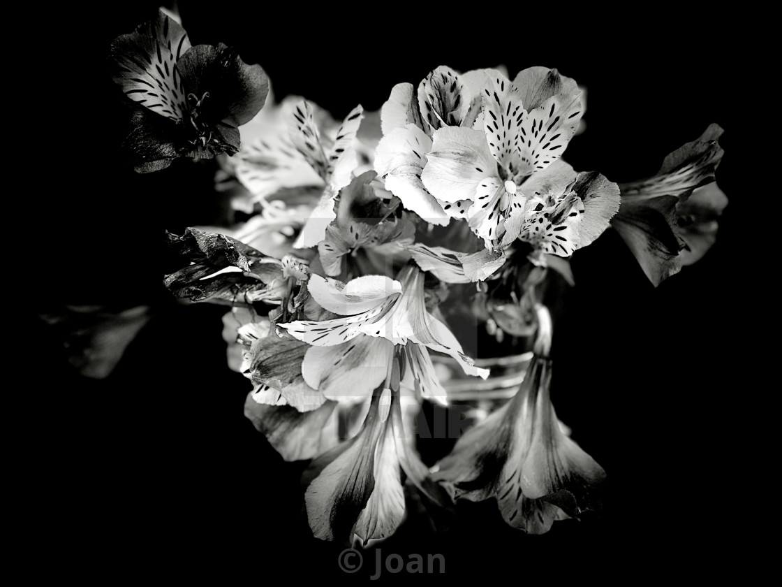"Flowering" by Joan - £12.40 "Flowering" stock image