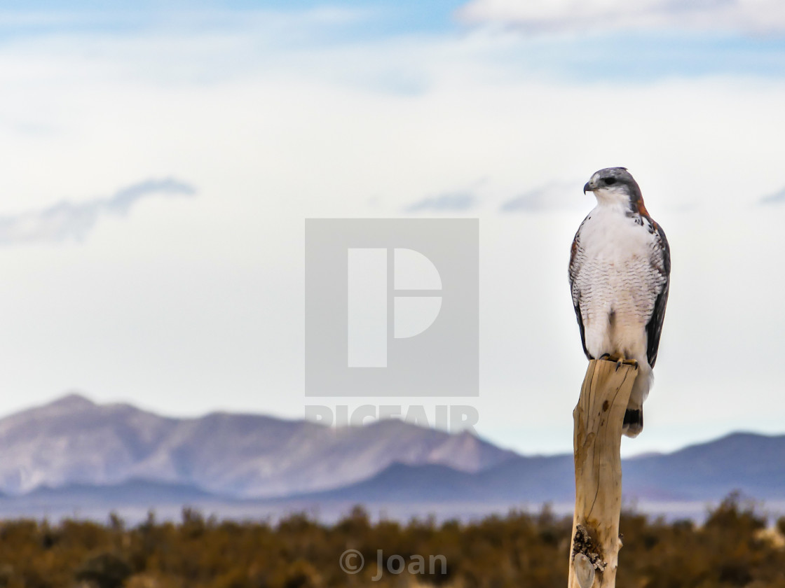 "Eagle of the Argentine plains" by Joan - £24.80 "Eagle of the Argentine plains" stock image
