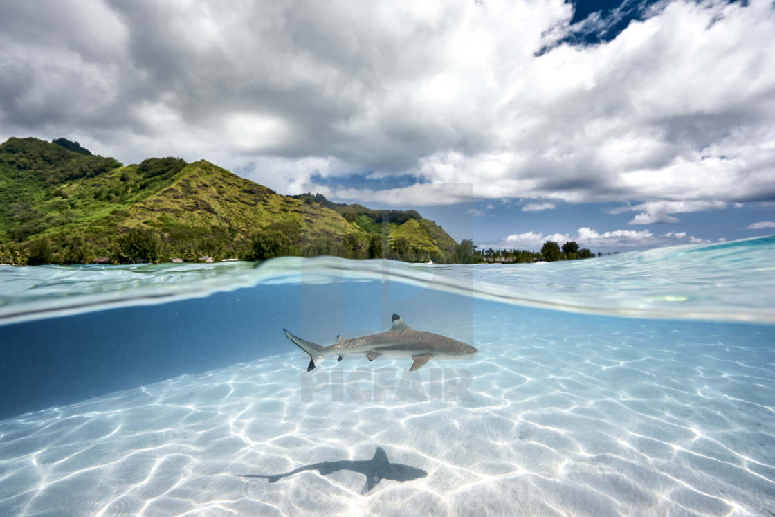 "Black tip shark below the surface" stock image